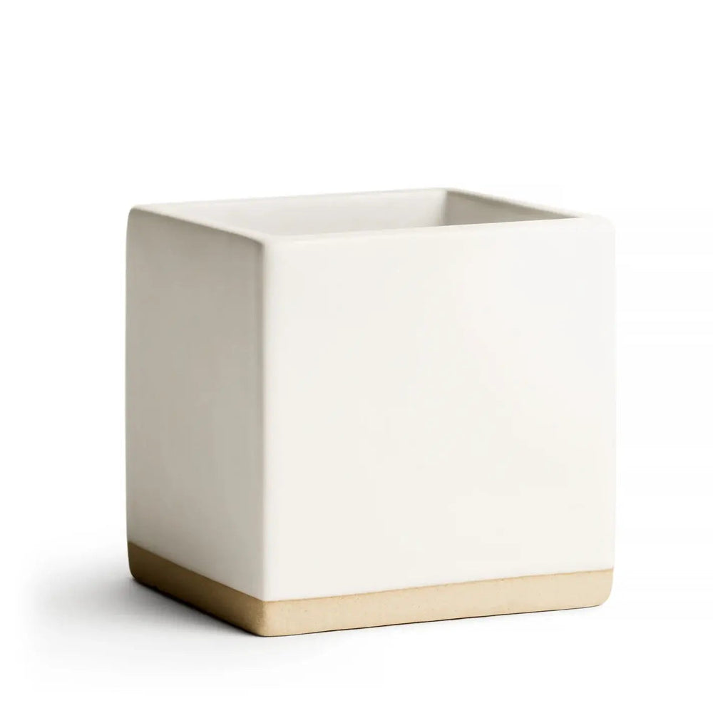 E. Frances PaperWhite Little Notes® Ceramic Holder - Polish Boutique